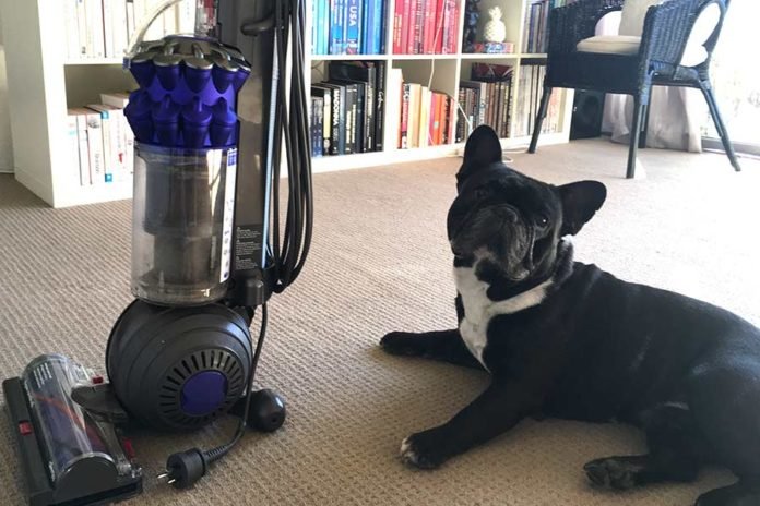 Pros & Cons: Dyson Small Ball Vacuum Cleaner Pros & Cons: Dyson Small Ball Vacuum Cleaner