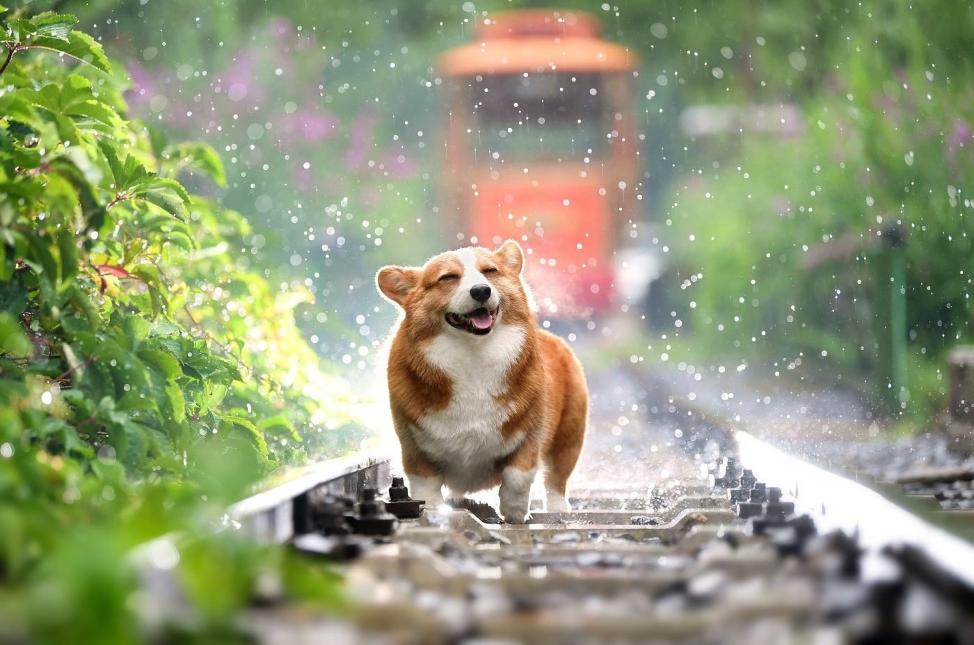 Corgi Heureux