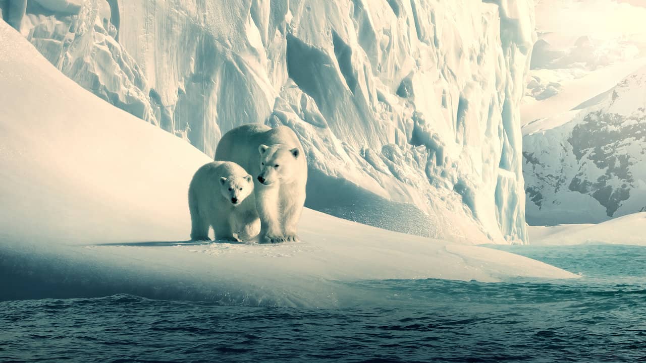 polar bear arctic