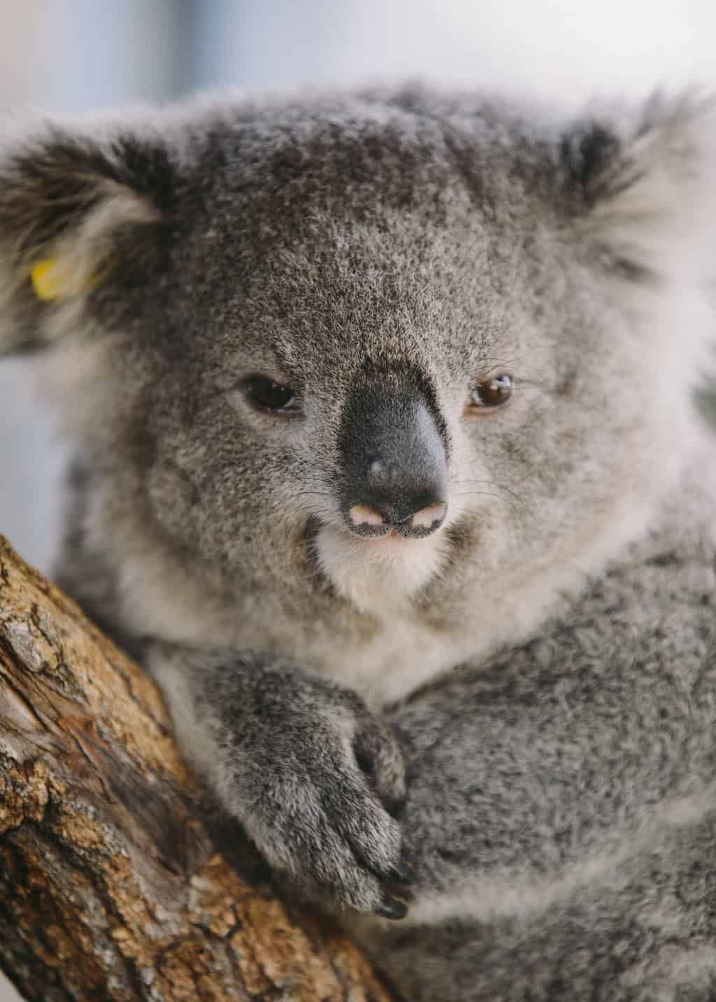 koala, bushfires
