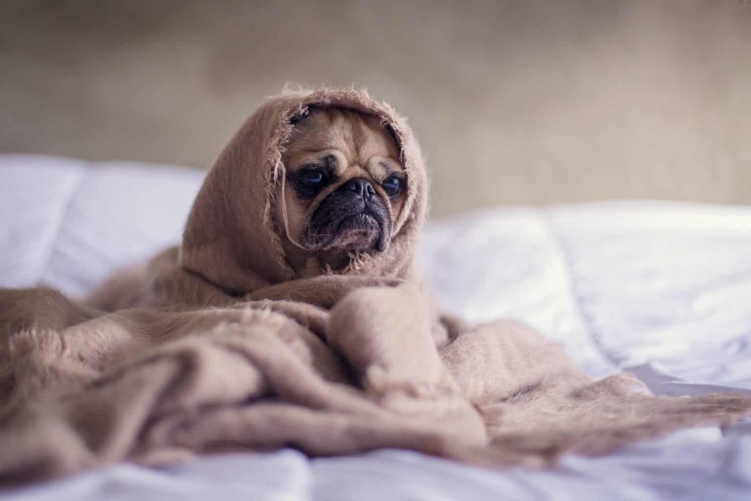 Meet The Most Popular Dogs On TikTok