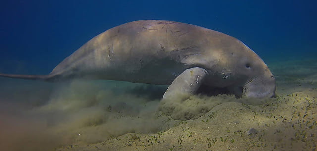 Google AI: Saving dugongs with AI