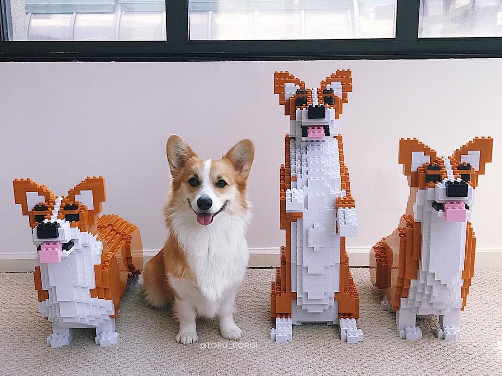 jekca corgi