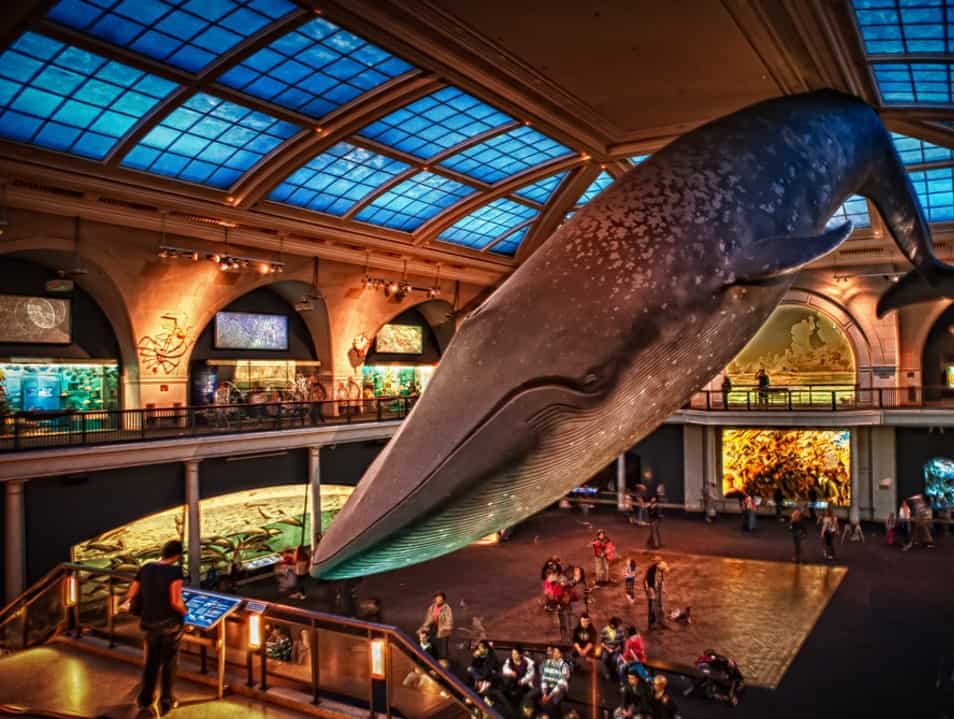 American Museum of Natural History, Pinterest 