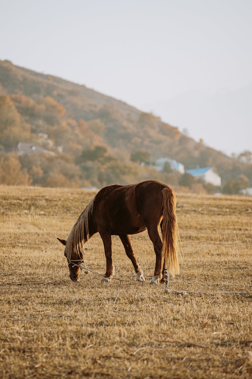 chestnut horse grazing on meadow in farmland