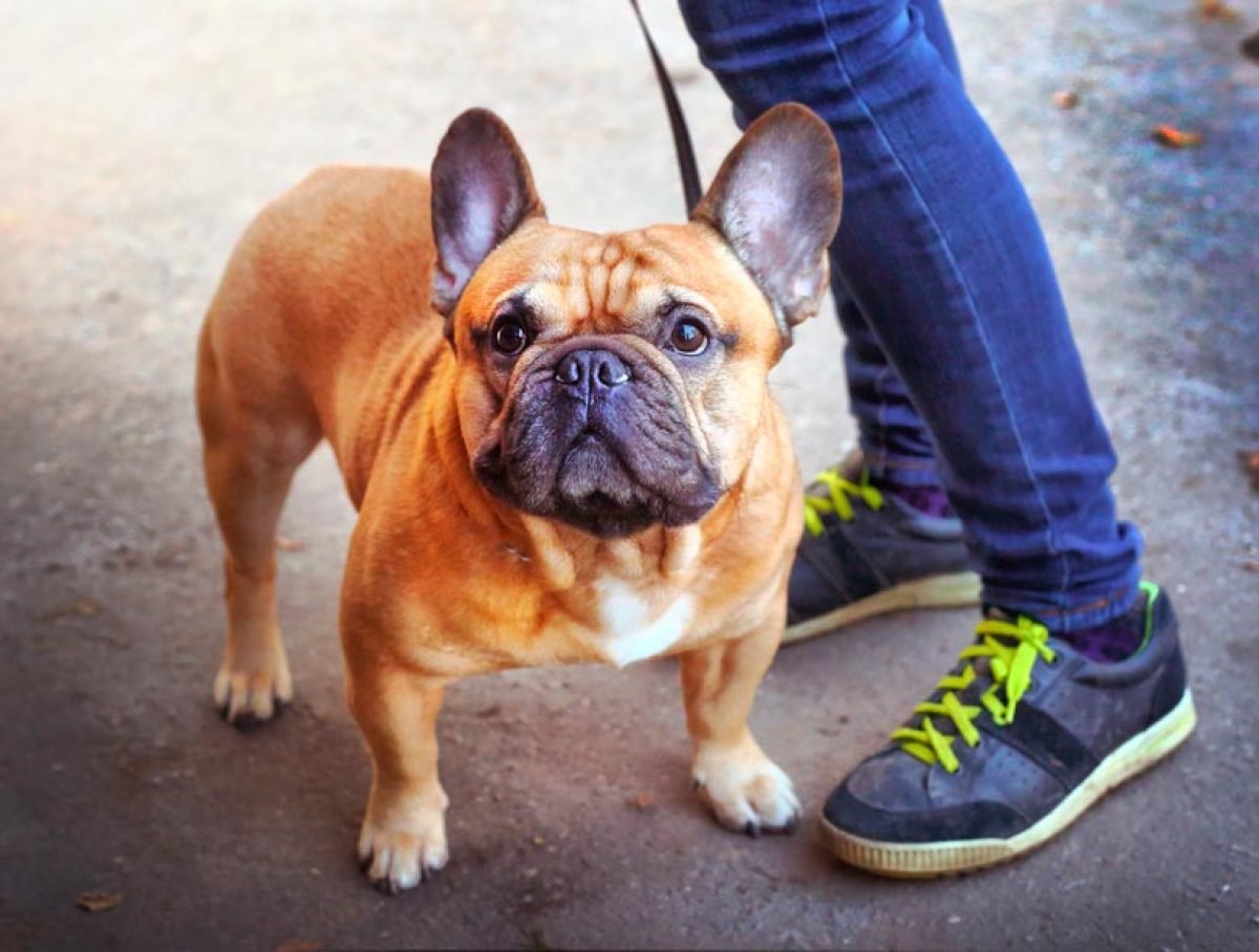 tractive dog walk app