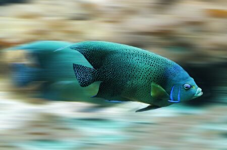 The Australian Institute of Marine Science Is Creating New High-Tech Jobs 3 Marine fish