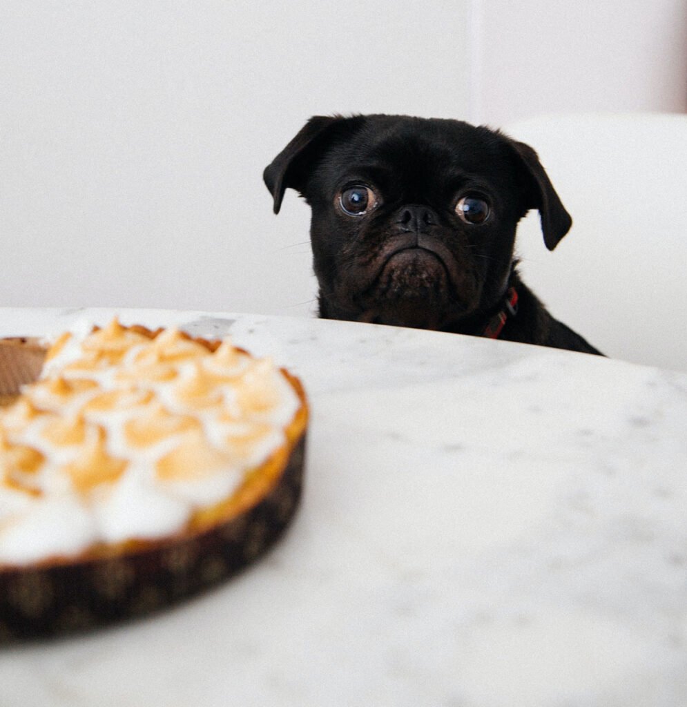 pug cheesecake