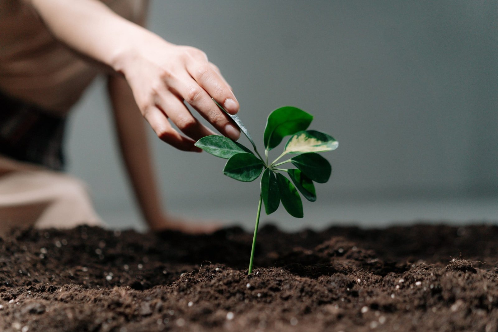 There’s So Much More to Amazon Than Excellent Shopping