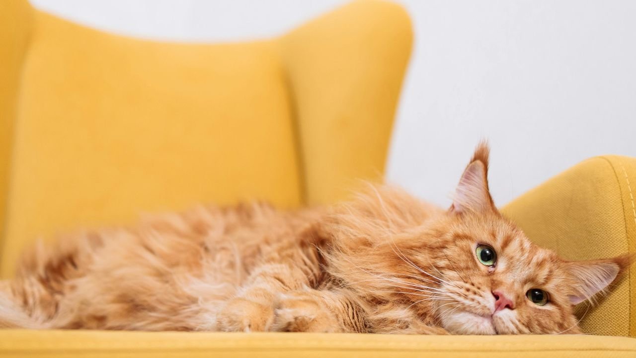Six Reasons This Cordless Vacuum is a Purr-fect Solution for Stray Cat Hair
