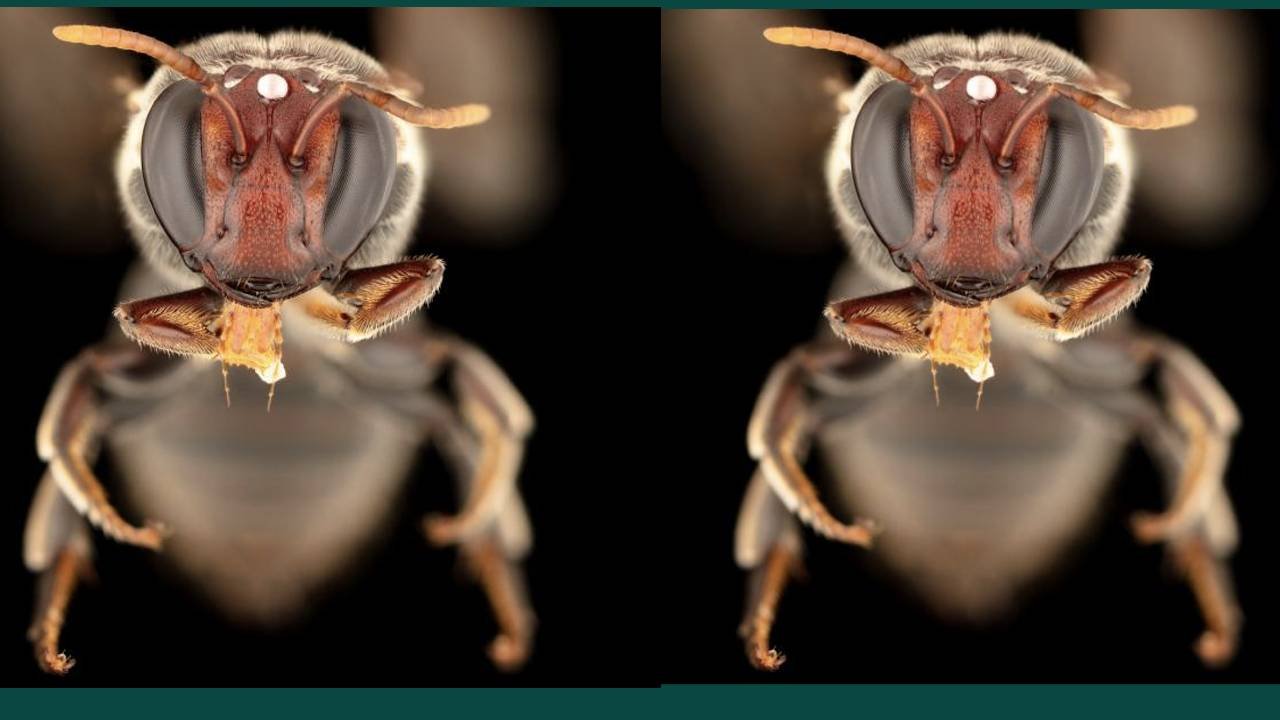 Bees Get A Buzz In The Darkness