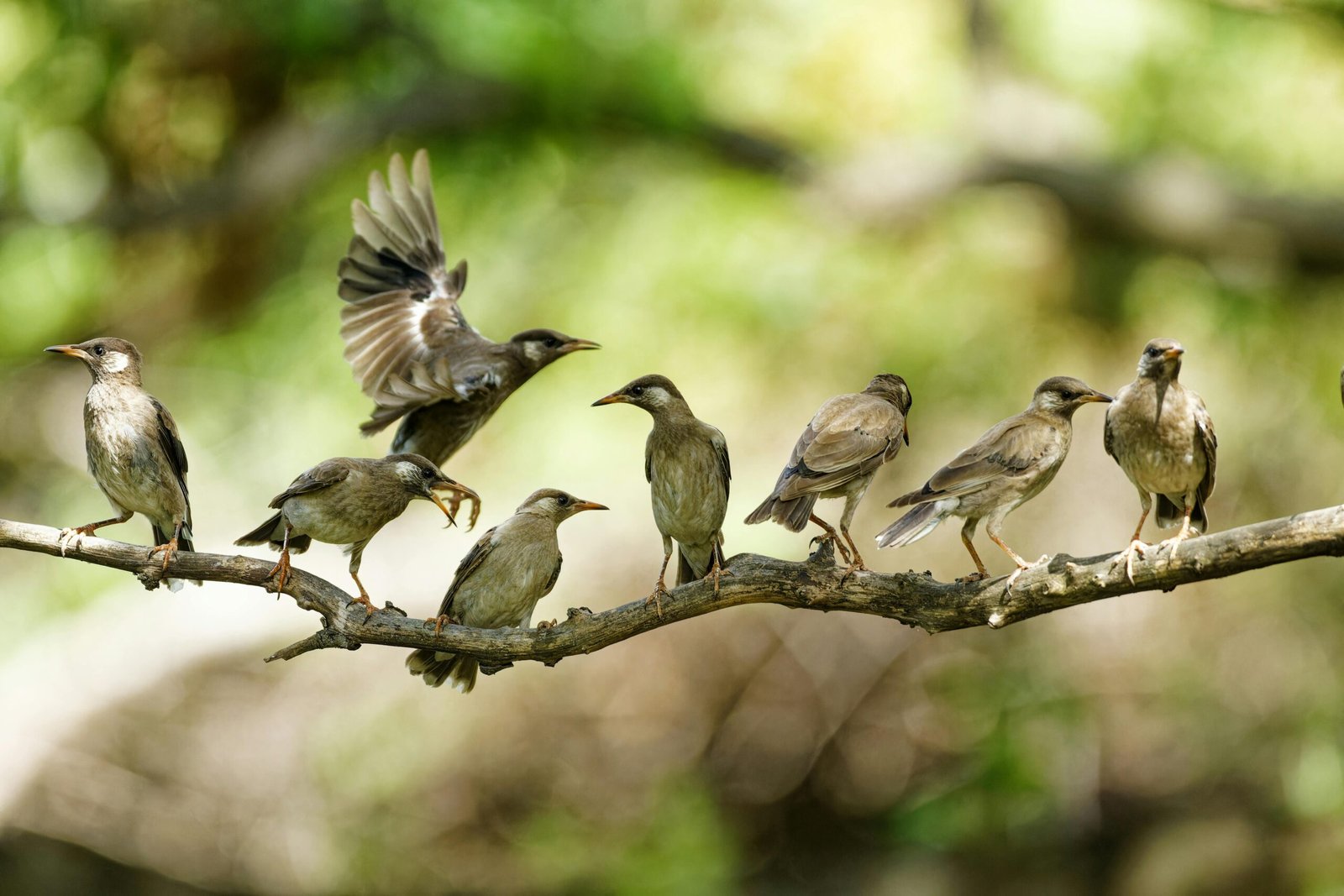 How Tech Learns From Nature How Tech Learns From Nature