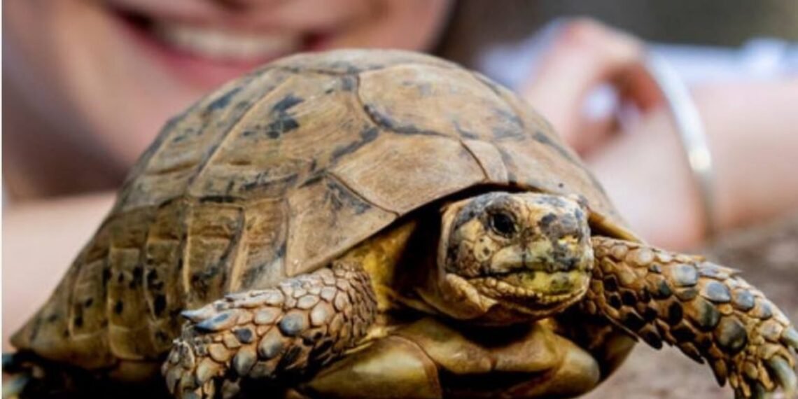Taronga Hatch Accelerator Programme