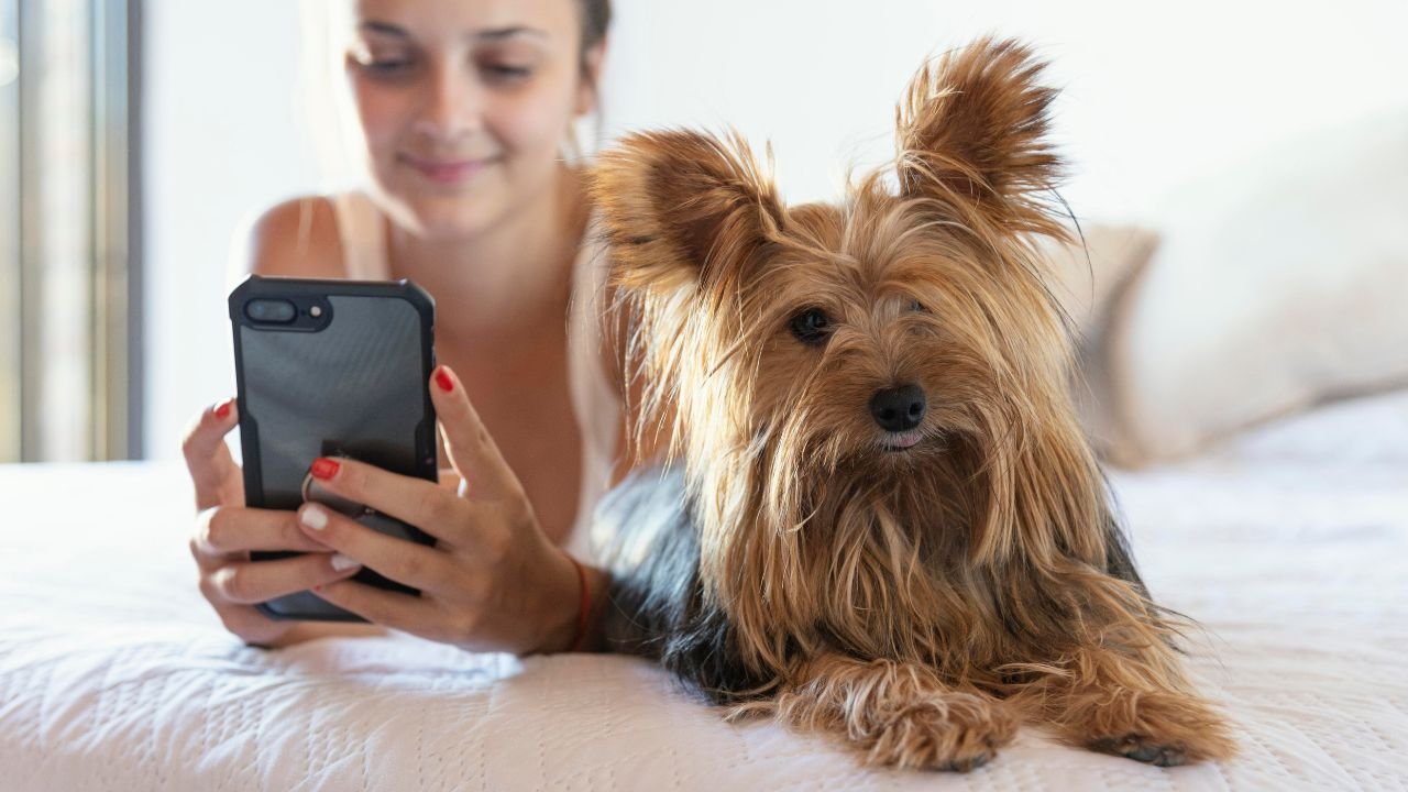 Tarot for pets