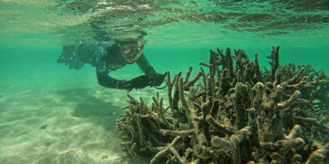 Will Coral Reef Collapse Make Fish less Intelligent