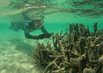 World First Research: Will Coral Reef Collapse Make Fish Less Intelligent?