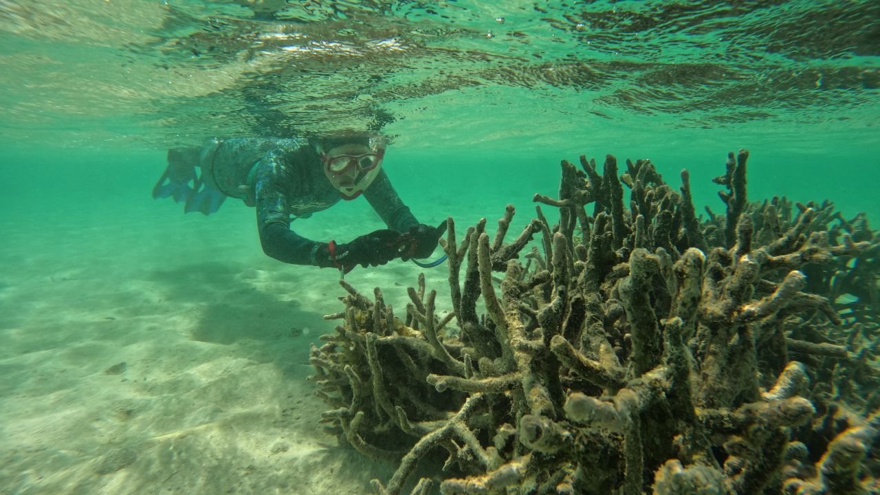 World First Research: Will Coral Reef Collapse Make Fish Less Intelligent?