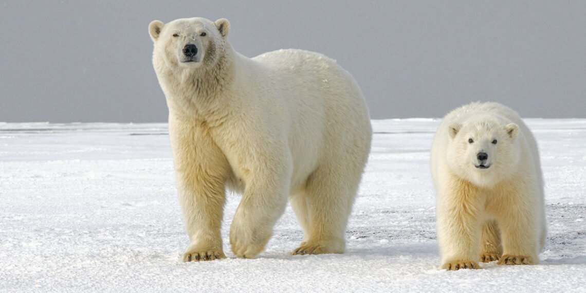 polar bear and cub