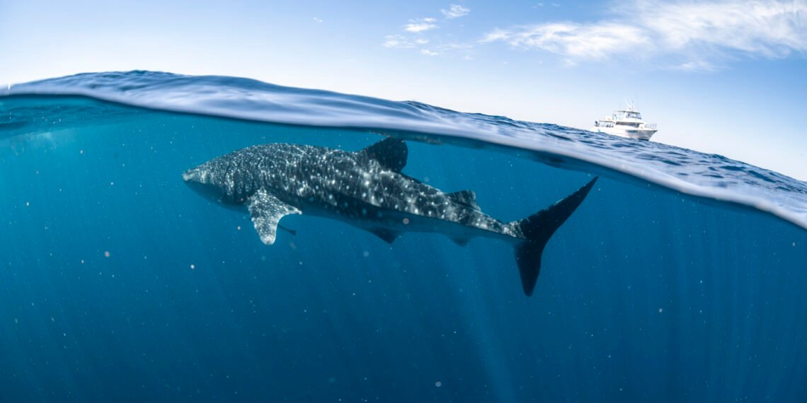Whale Shark