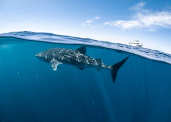 Whale Shark