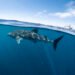 Whale Shark