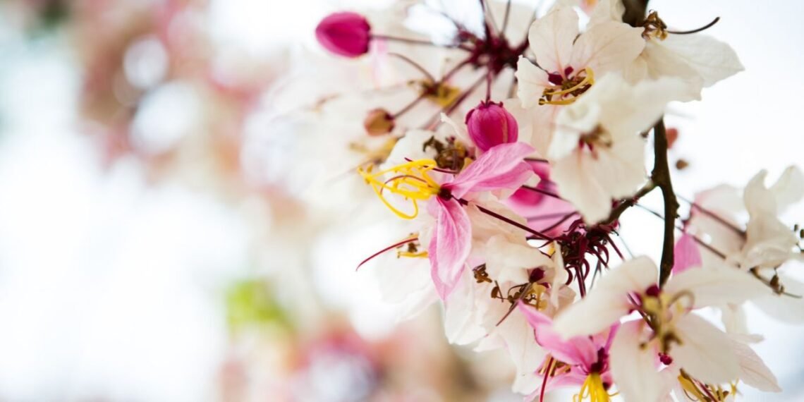 TV Blooming