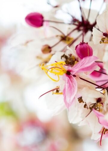TV Blooming